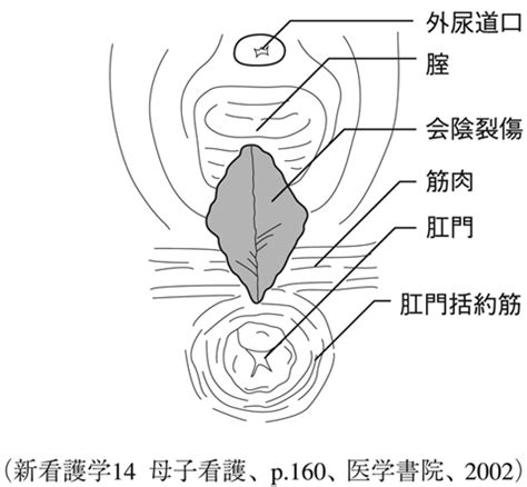 陰處|女性陰部解剖構造